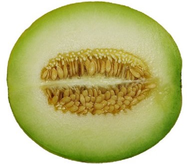 European Cantaloupe